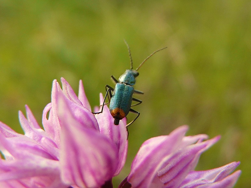 Tra le vecchie foto: Clanoptilus italicus (cf.)